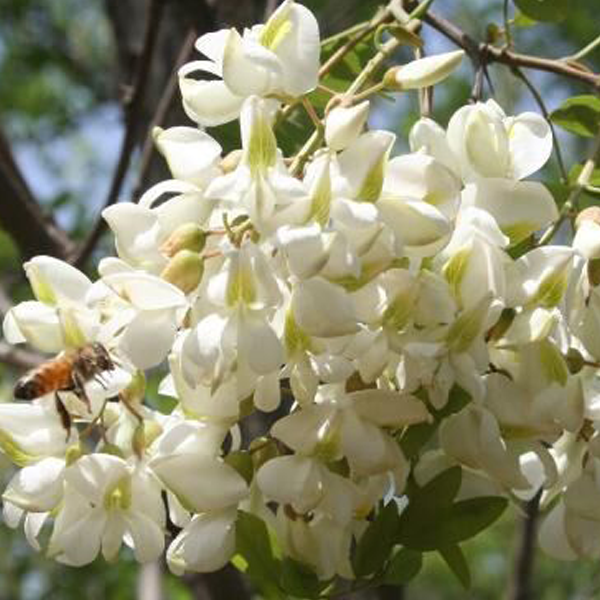 綠肥--白花灰葉豆